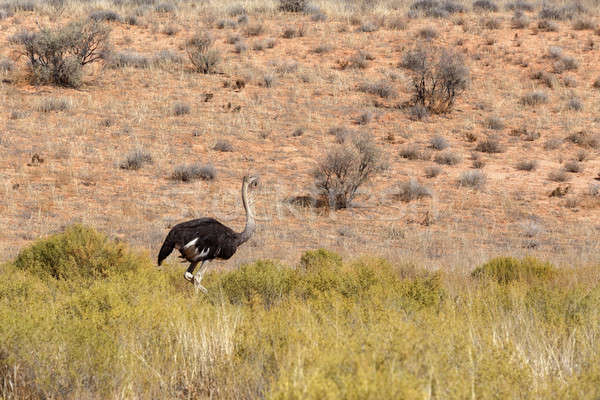 Ostrich Struthio camelus, in Kgalagadi, South Africa Stock photo © artush