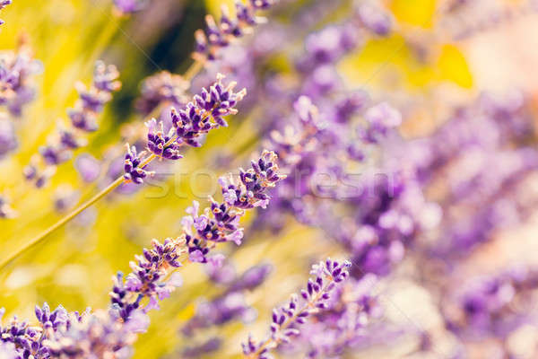 Stock photo: summer lavender flowering in garden