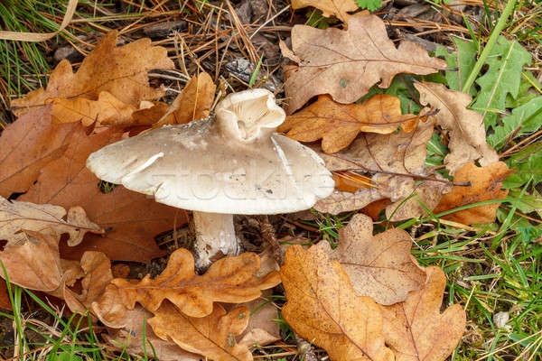 Eetbaar najaar champignon bos kleur hoofd Stockfoto © artush