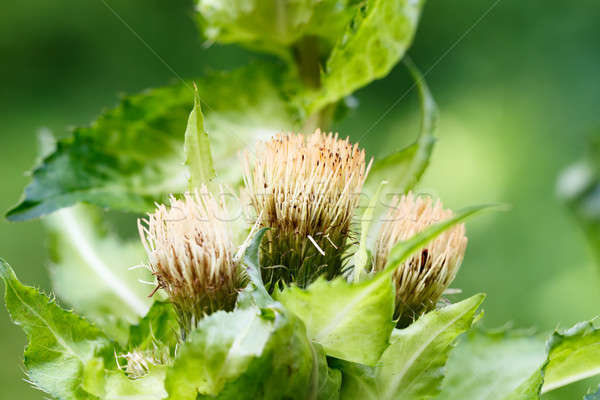 green thistle after flowering Stock photo © artush