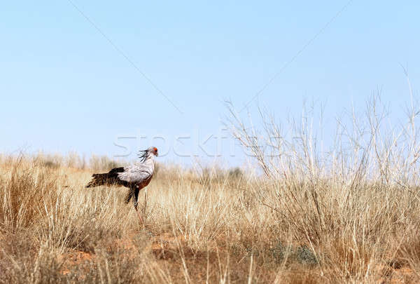 Foto d'archivio: Segretario · uccello · preda · african · blu · parco