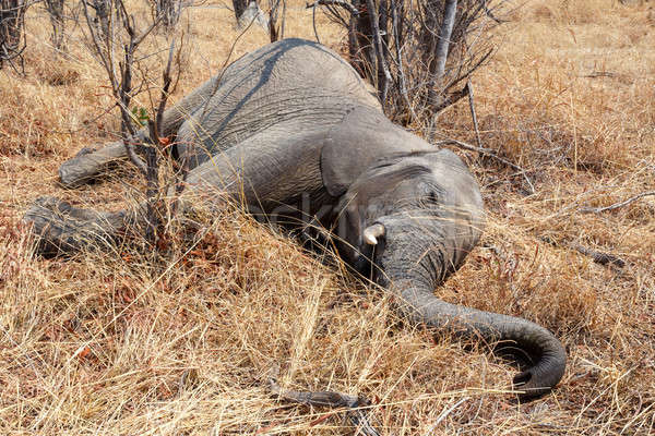 Small dead elephant in national park hwankee, Botswana Stock photo © artush