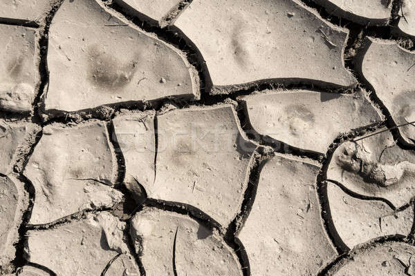 grunge mud cracks texture Stock photo © artush
