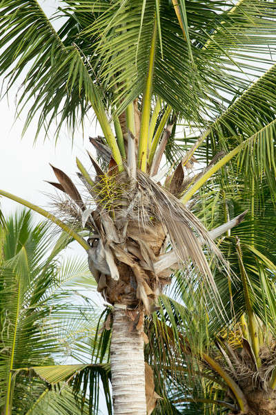 Stockfoto: Boom · blauwe · hemel · Indonesië · bali · landschap · zee