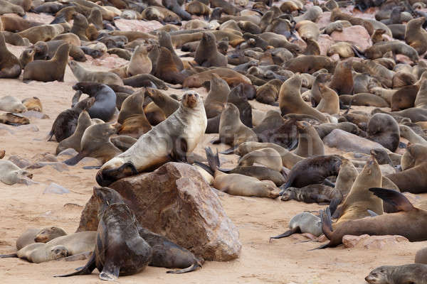 Mare cross Namibia fauna selvatica enorme colonia Foto d'archivio © artush