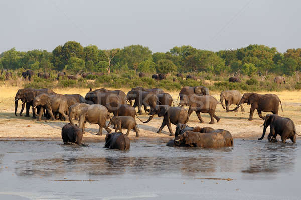 Turma african elefantii potabilă plin de noroi parc Imagine de stoc © artush