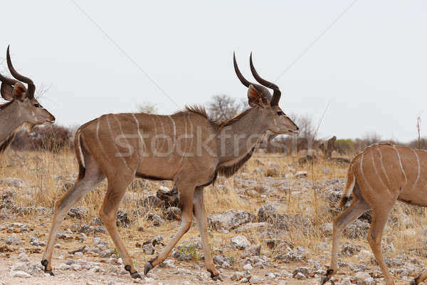Troupeau façon parc Namibie faune photographie [[stock_photo]] © artush