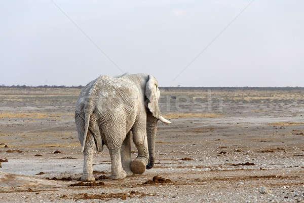White african elephants in Etosha Stock photo © artush