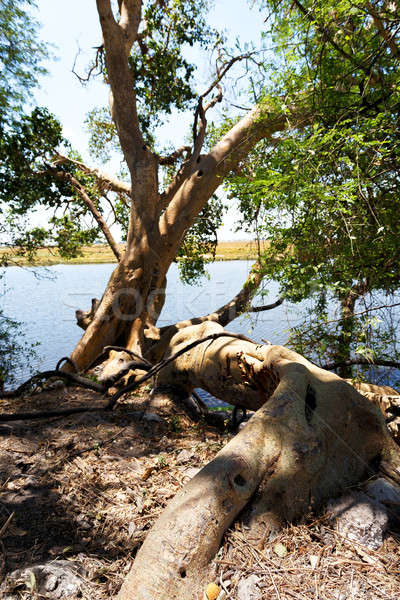 Chobe river Botswana Stock photo © artush