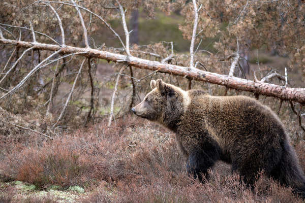 Бурый медведь зима лес большой женщины Европа Сток-фото © artush