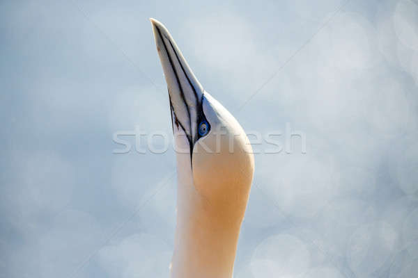 northern gannet sitting on the nest Stock photo © artush