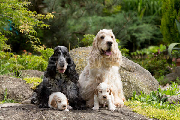 Engels puppy familie vrouwelijke Stockfoto © artush