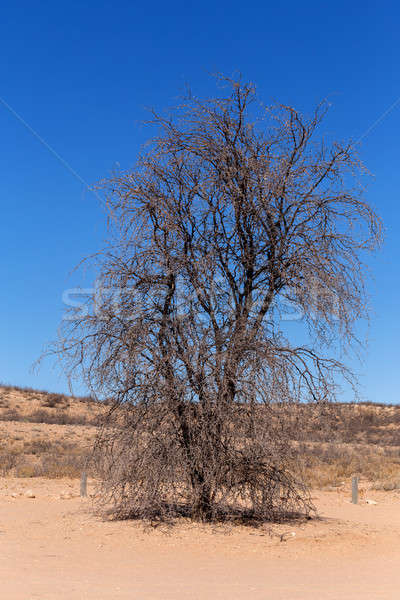 dry kgalagadi transfontier park Stock photo © artush