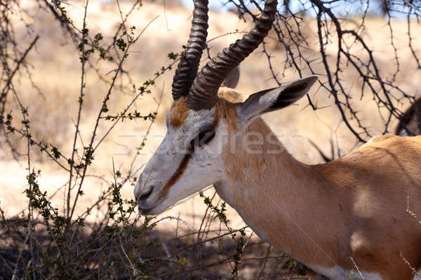 Springbok Antidorcas marsupialis in Kgalagadi Stock photo © artush
