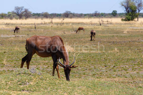 antelope tsessebe Africa safari wildlife and wilderness Stock photo © artush