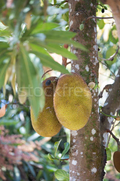 Jackfruit (Artocarpus heterophyllus) Madagascar Stock photo © artush