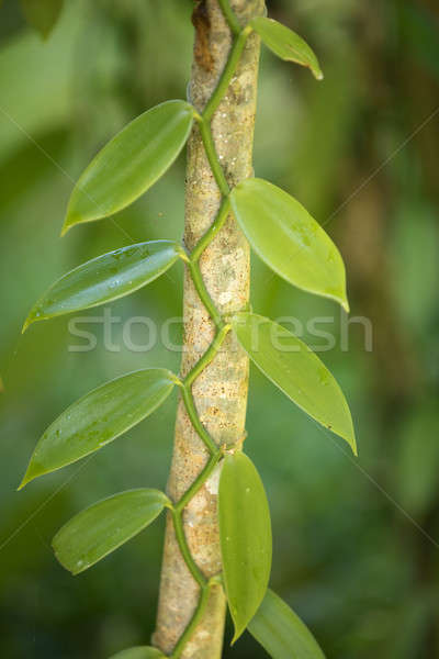 Closeup of The Vanilla plant, madagascar Stock photo © artush