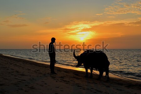 buffalo Stock photo © arztsamui