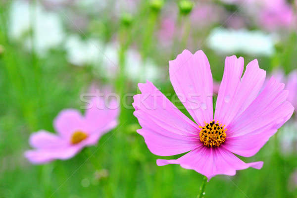 pink flower Stock photo © arztsamui
