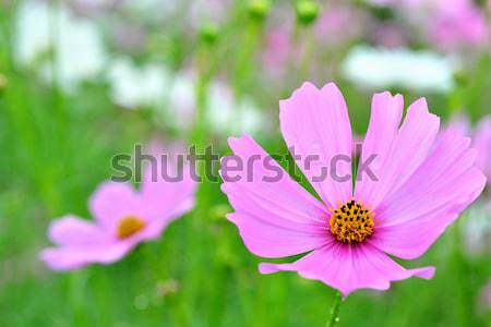 pink flower Stock photo © arztsamui