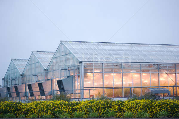 Przemysłowych szklarnia deszcz świetle zielone roślin Zdjęcia stock © aspenrock