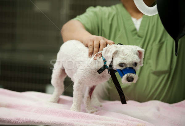 Hond technicus klaar onderzoek man gezondheid Stockfoto © aspenrock