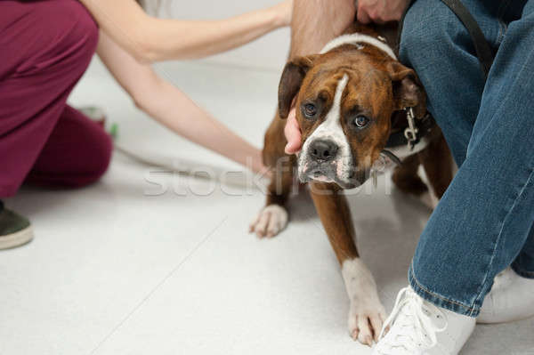 不快樂 病人 狗 護士 溫度 商業照片 © aspenrock