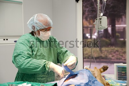 Chirurgie pisică rana pisici Imagine de stoc © aspenrock