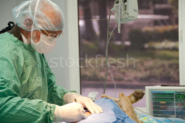 Veterinário cirurgia cão vida monitor Foto stock © aspenrock