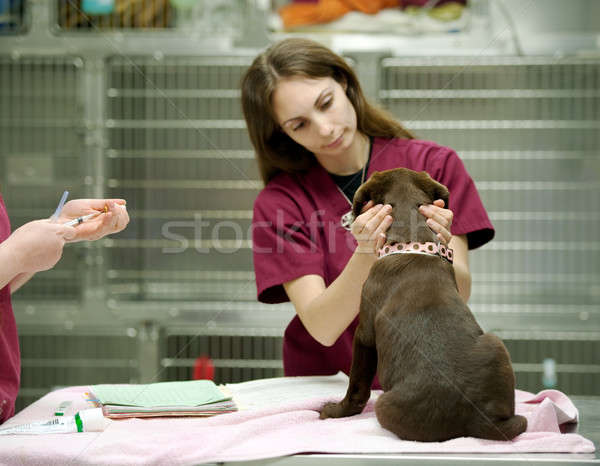 Cute cachorro paciente veterinario ayudante vacuna Foto stock © aspenrock