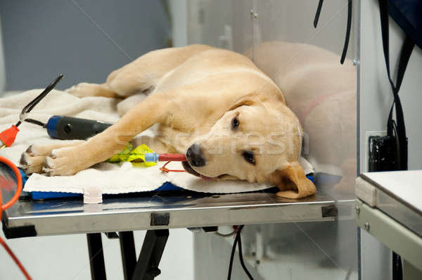 labrador going under anesthesia Stock photo © aspenrock