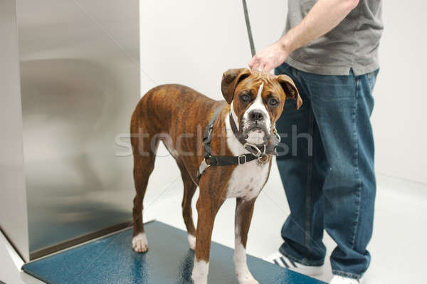 常設 站 拳擊 動物 病人 寵物 商業照片 © aspenrock