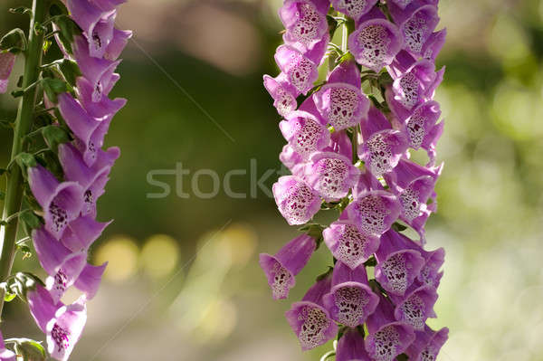 Digitalis purpurea (Common Foxglove) Stock photo © aspenrock