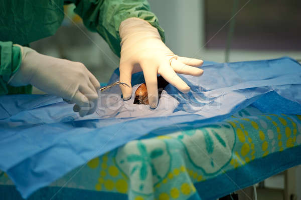Manos veterinario cirujano herida Foto stock © aspenrock