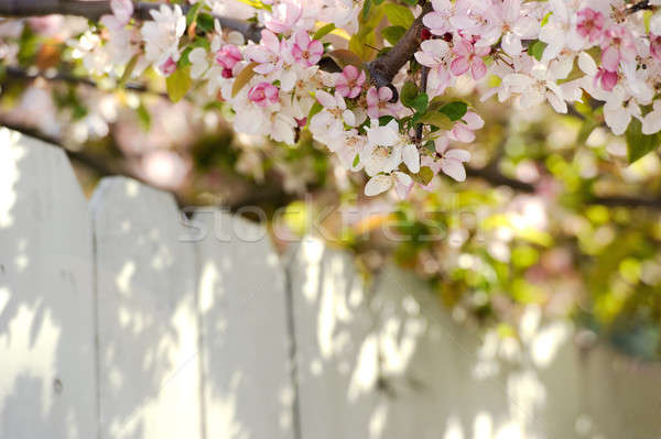apple blossoms overhanging a white fence Stock photo © aspenrock