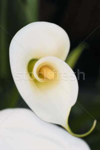 ユリ 美 多年生植物 花 白 ストックフォト © aspenrock