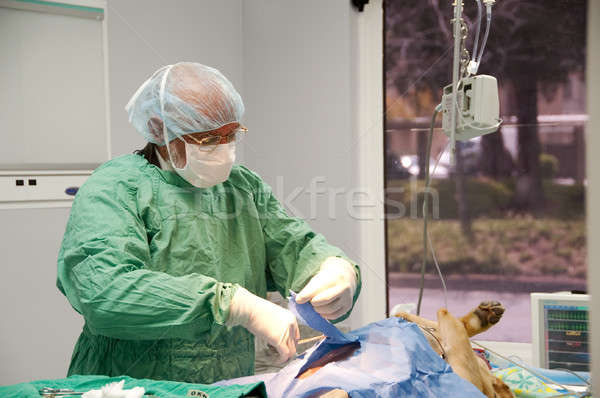 Előad műtét kutya állat kórház férfi Stock fotó © aspenrock