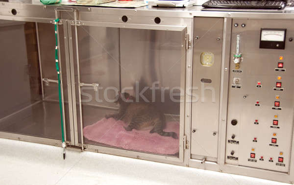 Bolnav pisică animale de companie spital uşă prosop Imagine de stoc © aspenrock