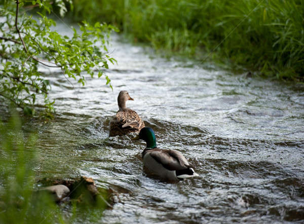 Natation paire eau nature couple banque [[stock_photo]] © aspenrock