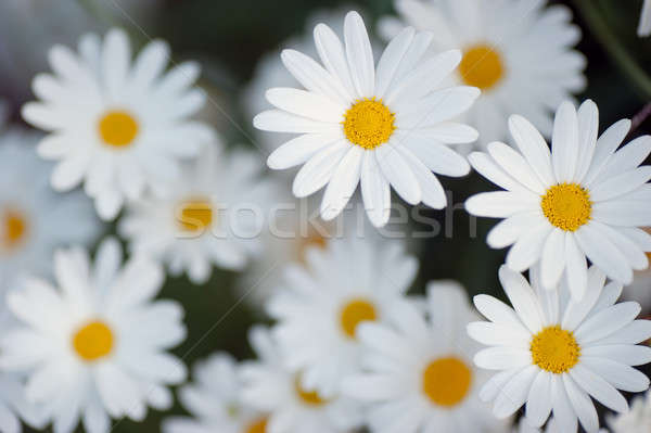 Belle fleurs blanche Daisy [[stock_photo]] © aspenrock
