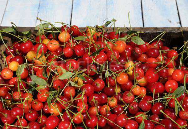 Cherries. Stock photo © asturianu