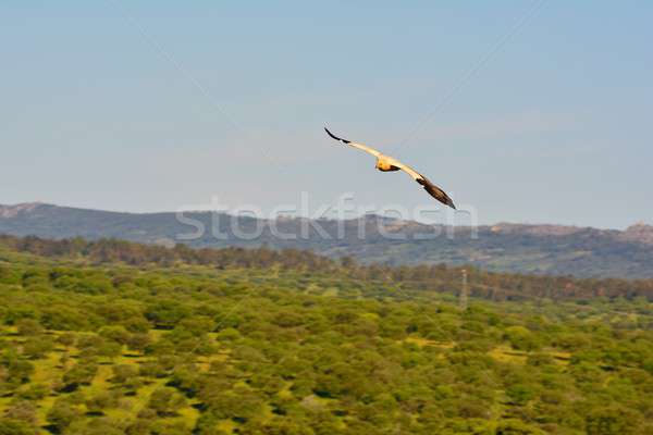 Egyptian vulture with outstretched wings. Stock photo © asturianu