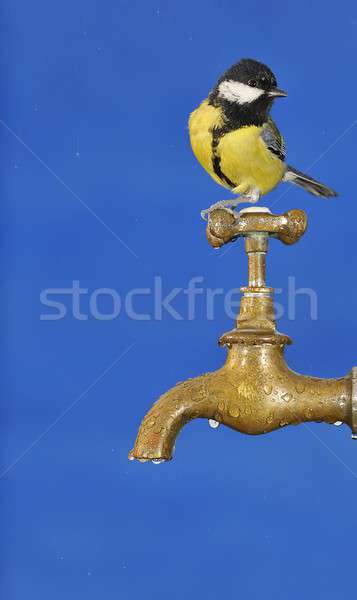 Stockfoto: Dorstig · water · voorjaar · natuur · vogel · winter