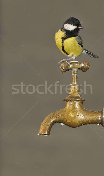 Spragniony wody wiosną charakter ptaków zimą Zdjęcia stock © asturianu