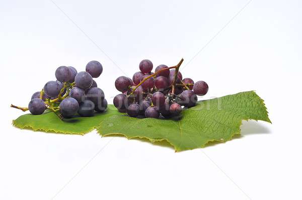 виноград изолированный Purple вино красный культура Сток-фото © asturianu
