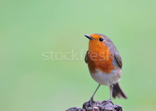 Robin. Stock photo © asturianu