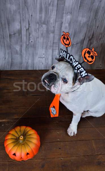 Portrait of french bulldog with Halloween props.  Stock photo © asturianu