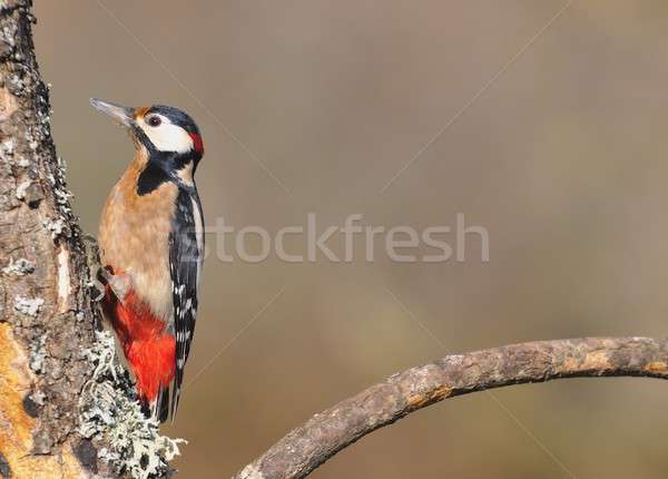 Great spotted woodpecker perched on a log. Stock photo © asturianu