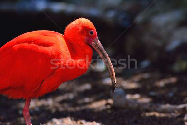 Portrait of scarlet ibis. Stock photo © asturianu