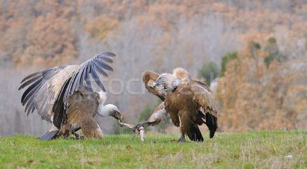 Two griffon vultures fighting over carrion. in the meadow. Stock photo © asturianu